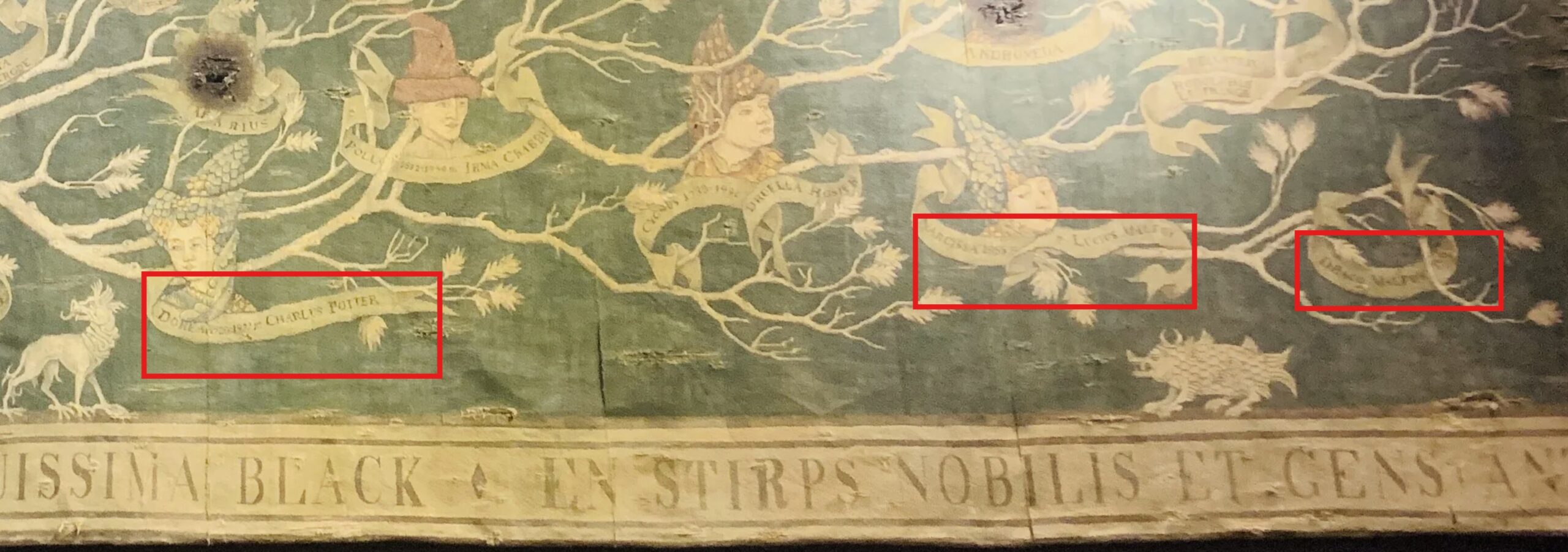 Detail Rodokmeňa kde je Potter a Malfoy jedna rodina.